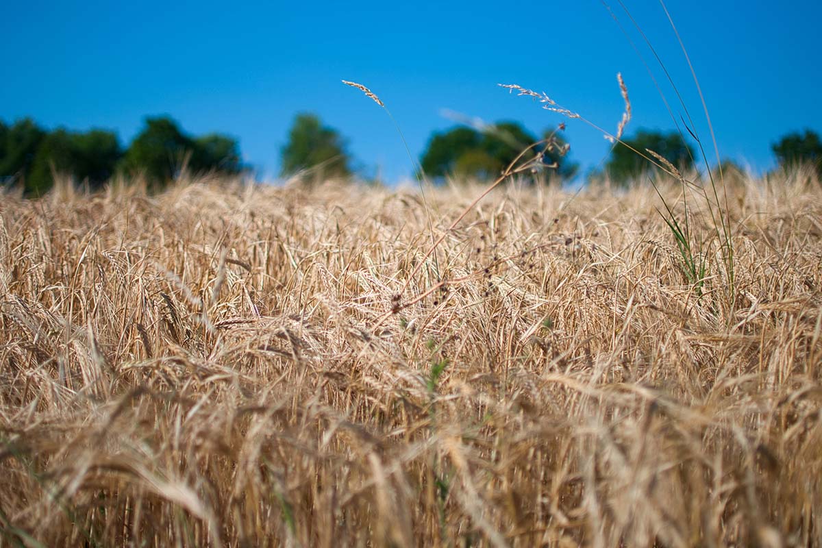 how to make gardening easier during heatwaves