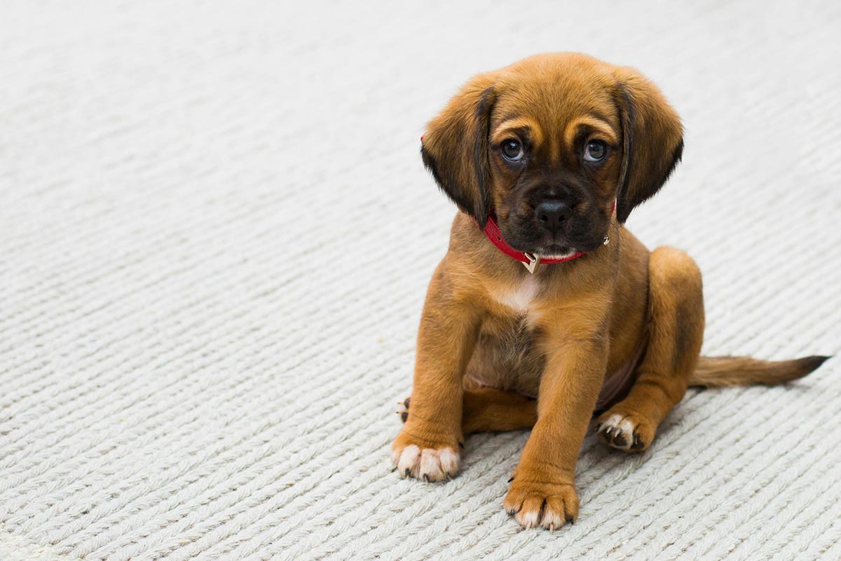 Things They Don't Tell You About Owning a Puppy