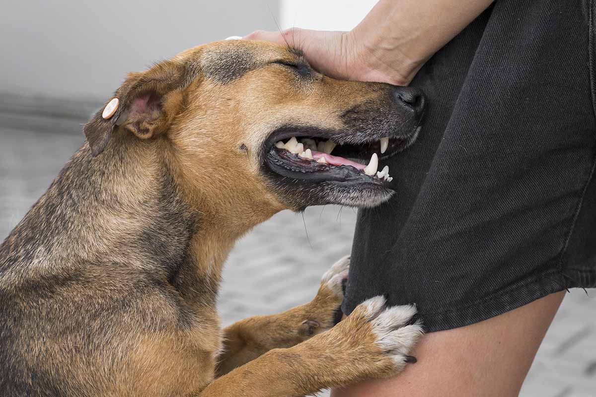 When Dogs Can't Stop Scratching