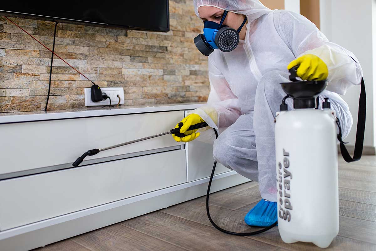 How to Get Rid of Common Household Pests for Good