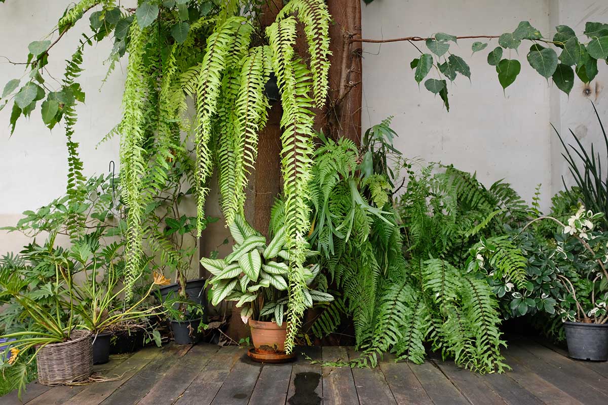 Plants for Different Garden Sizes