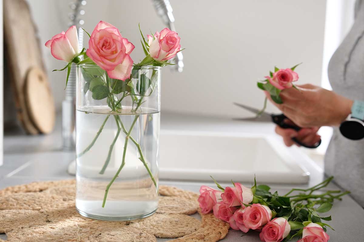 How Farm Fresh Roses Go From Field to Vase