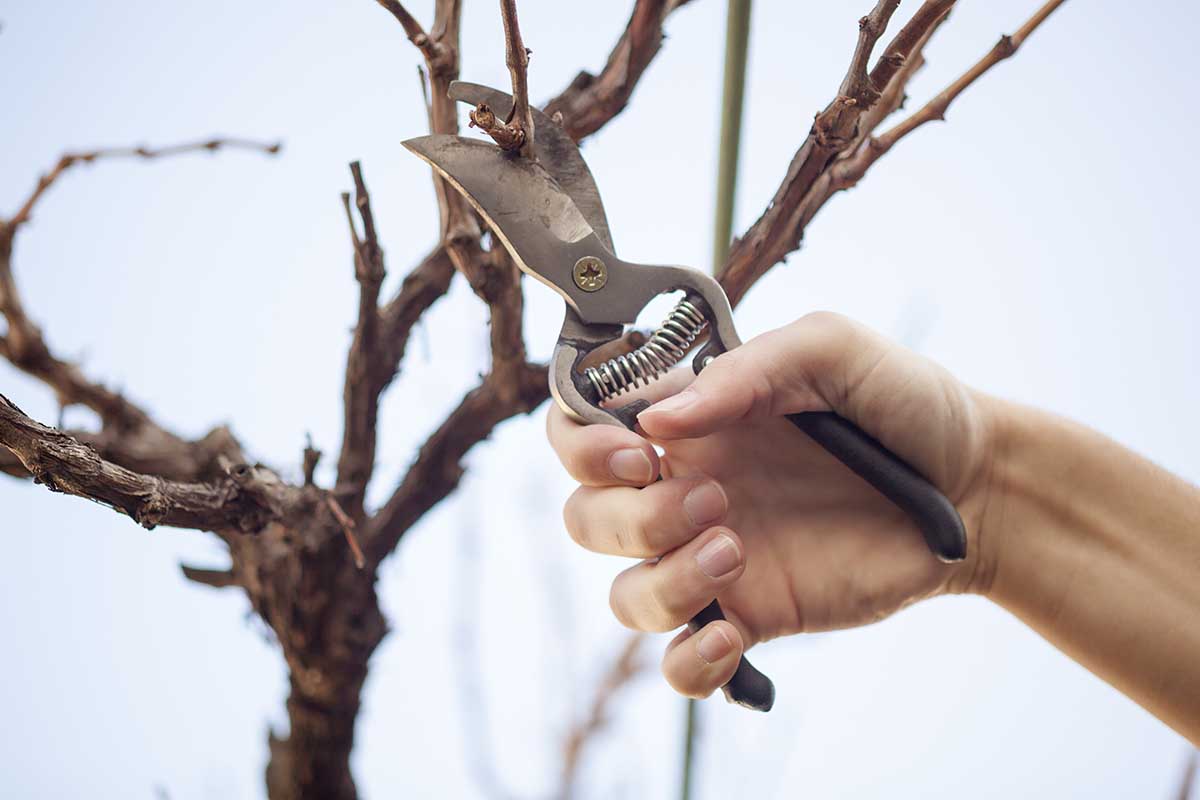 tree pruning services in Australia