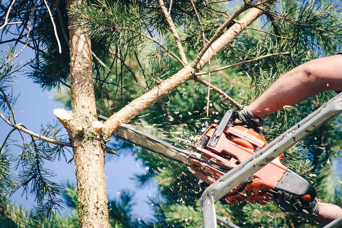 tree pruning services in Australia