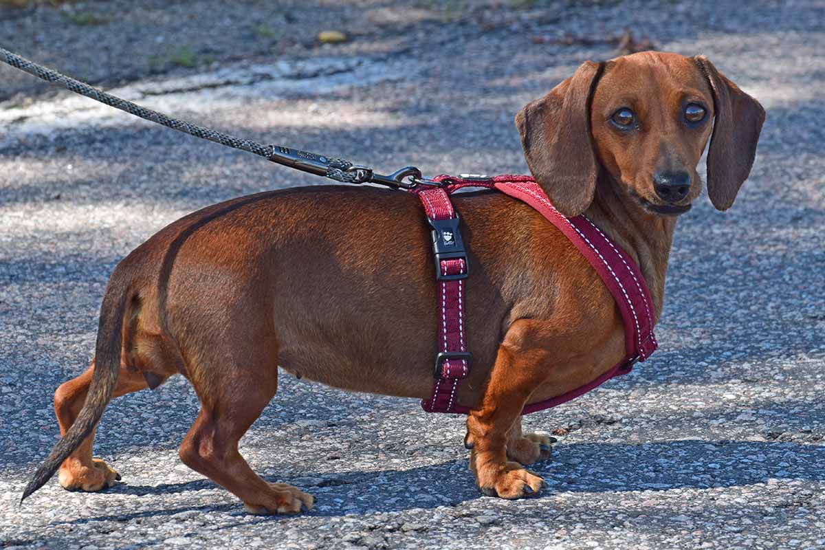 The Different Types of Dachshund Harness Designs