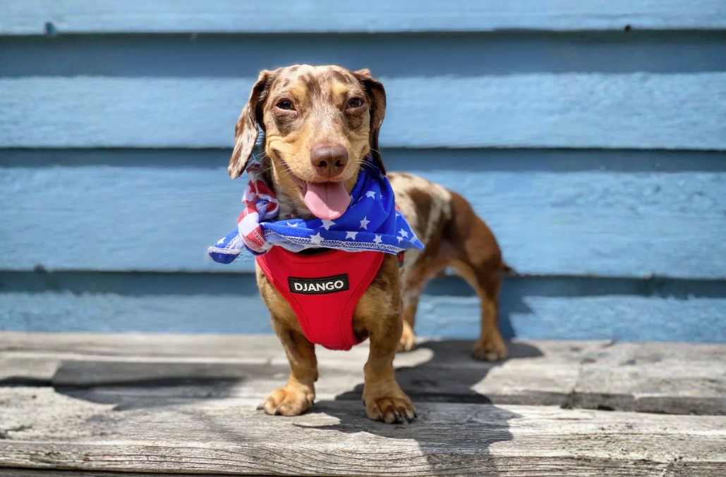 dachshund harness