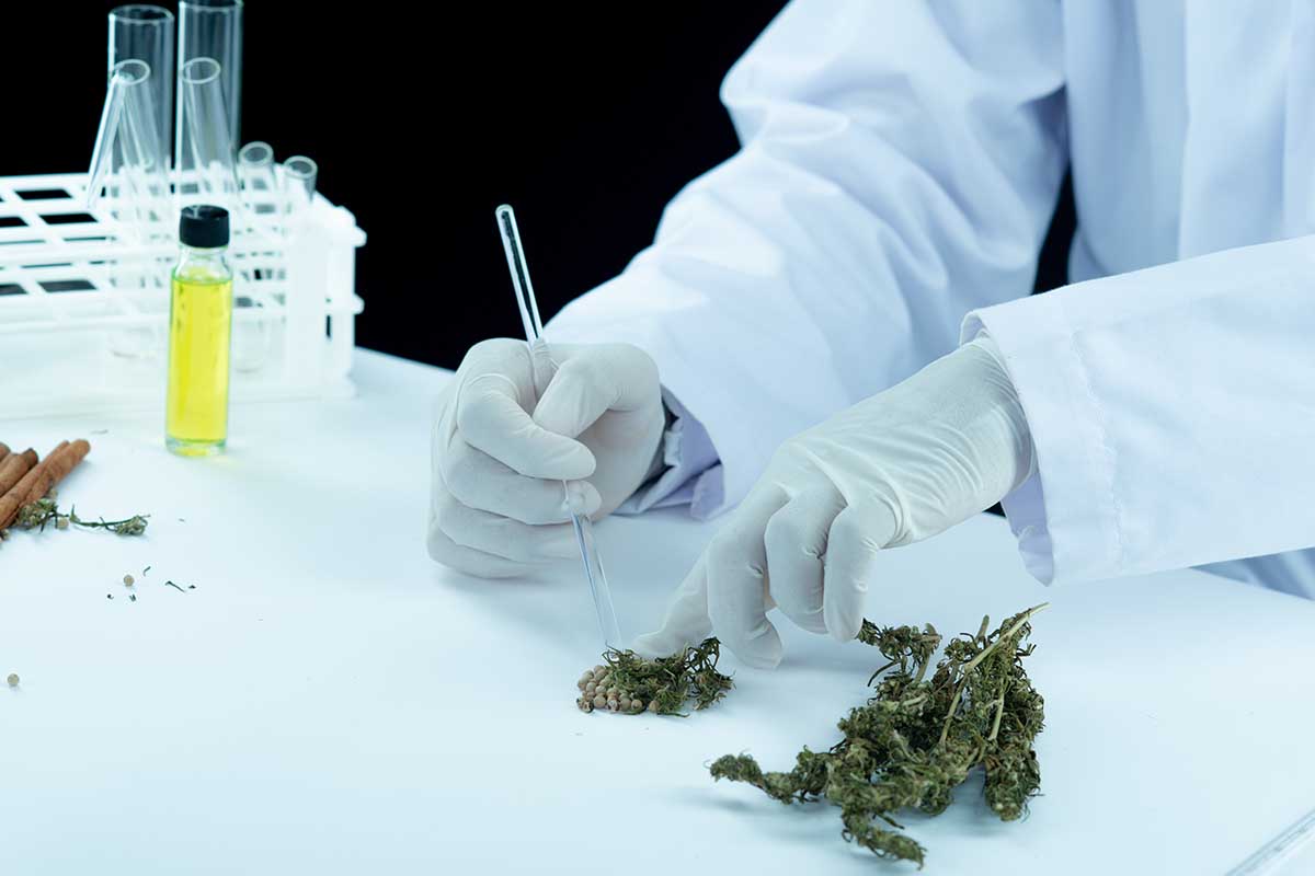 cannabis genetics and cannabinoids