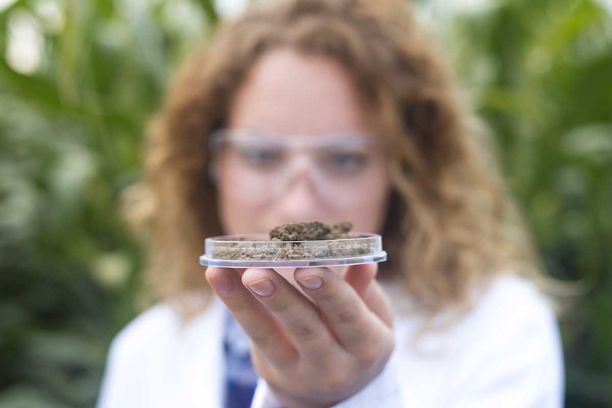 cannabis genetics and cannabinoids