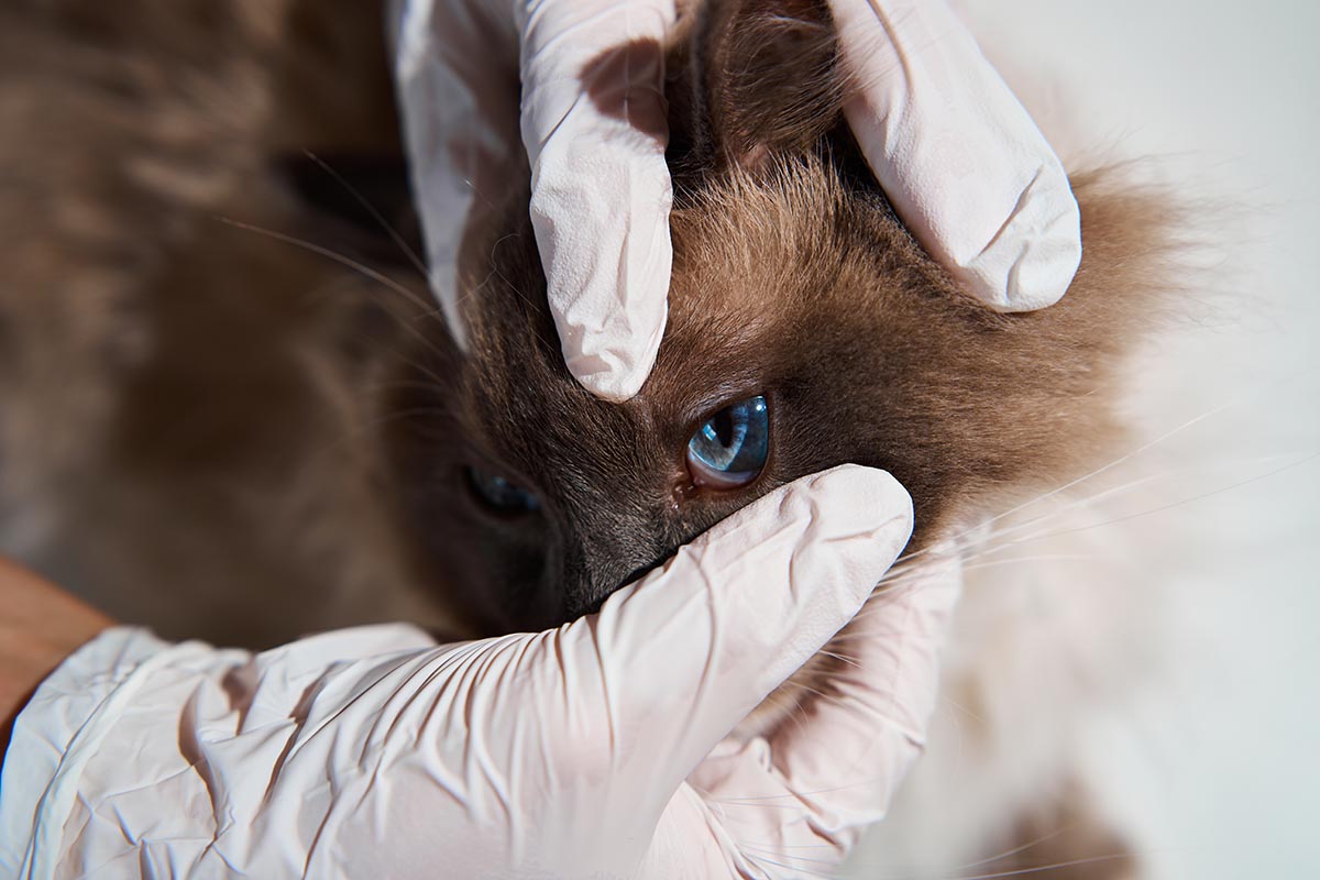 Eosinophilic Granuloma in Cats